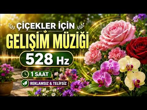 Çiçekler İçin Gelişim Müziği 528 Hz | Rahatlatıcı Bitki Müziği | 1 Saat Reklamsız & Telifsiz