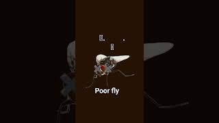 poor fly