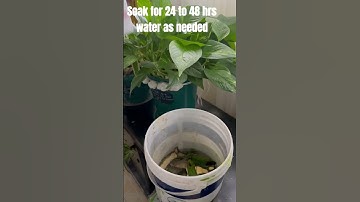 How to make homemade Fertilizer For indoor plants/ DIY