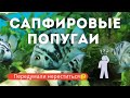 Почему - то попугаи передумали нереститься?! Zebra Parrot Cichlid