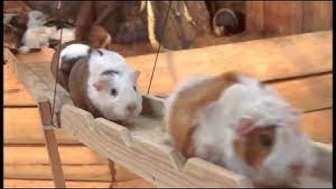 Guinea Pig Bridge (Best Acc)