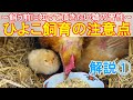 ひよこ飼育の注意点~ニワトリを飼う前に知って頂きたいこと鶏の習性~