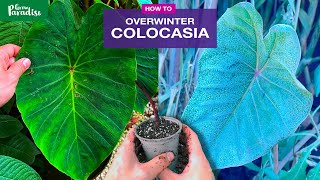 How to care for Colocasia (Taro) plants in winter