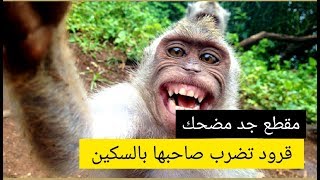 قرد يصفع صاحبه أمام الملأ ههههههههههه