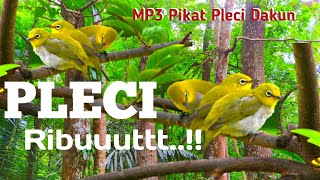 MP3 Pikat Pleci Dakun paling ampuh,jernih,ribut,cocok untuk Para Pemikat