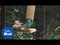 Hilarious moment squirrel clings to spinning bird feeder