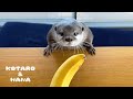 カワウソに初めてバナナをあげてみたら意外な反応　Do Otters Go Bananas...for Bananas?