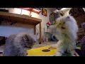 16 12 05 After Breakfast Persian Kitty Butterly Games