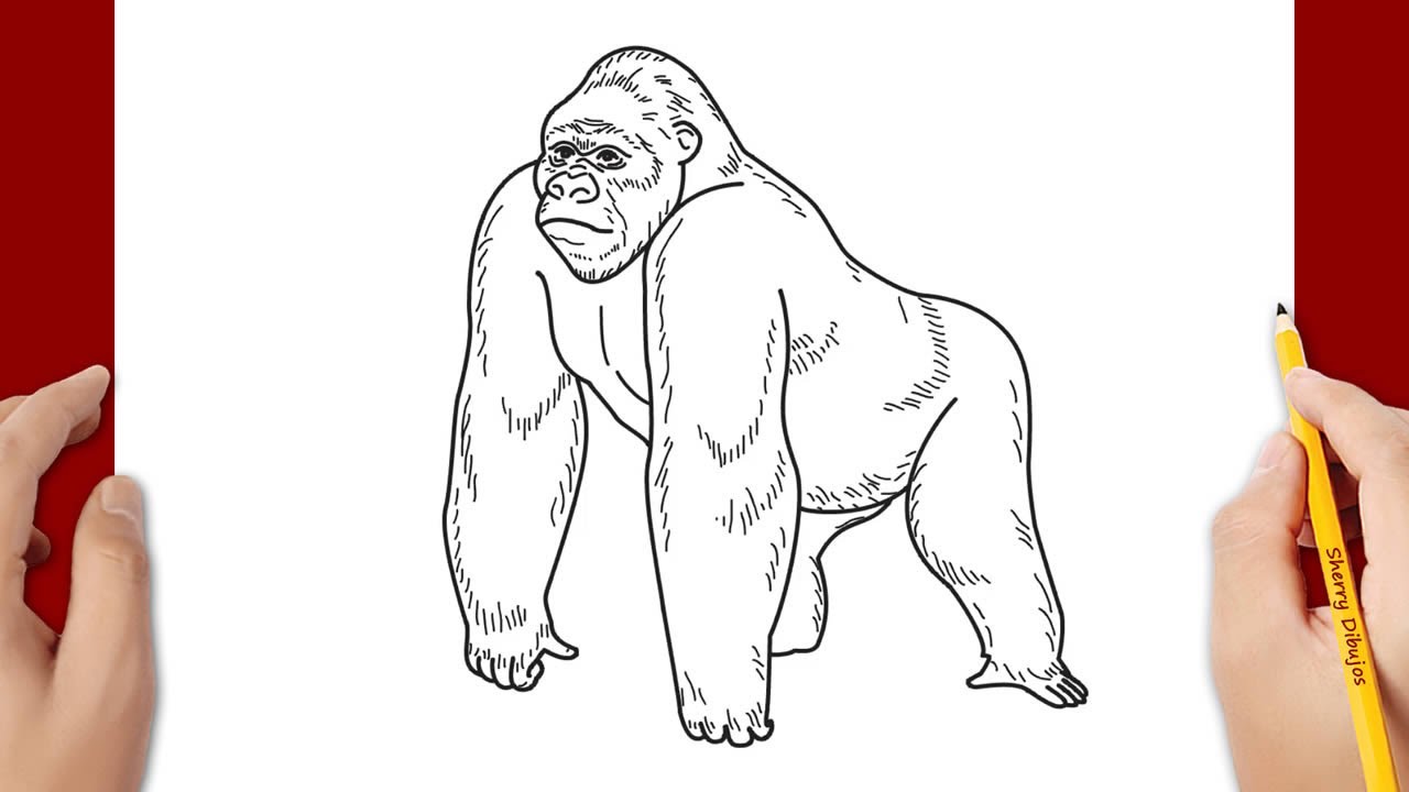 Cómo dibujar un gorila - thptnganamst.edu.vn