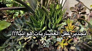 تجذير عقل العصاريات بدون تربة . الطريقة . العيوب و المميزات rooting succulent cuttings in the air