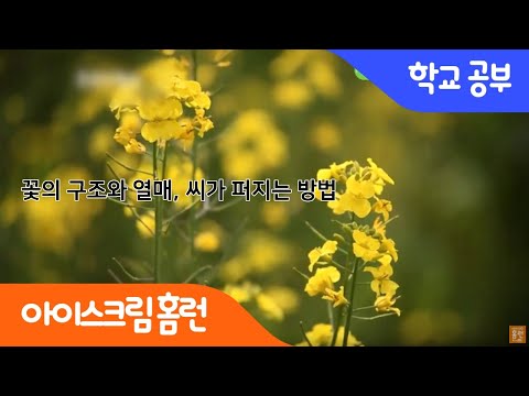 [아이스크림 홈런] 꽃의 구조와 열매, 씨가 퍼지는 방법