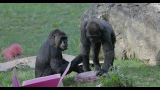 B-Roll: Western Lowland Gorilla Baby Sex Revealed