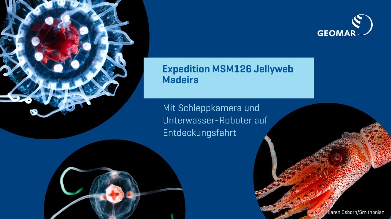 Expedition MSM126 Jellyweb Madeira