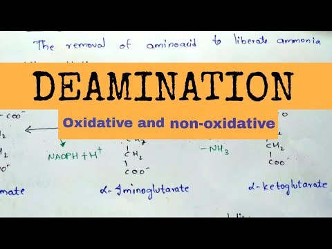 Videó: Különbség Az Oxidatív és A Nem Oxidatív Dezaminálás Között