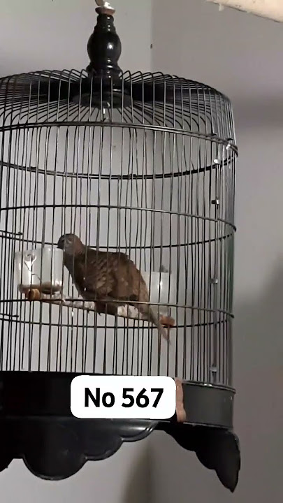PIYIK KUTUT BANGKOK BETINA ,SUARA COCOK BUAT TERNAK 👍👍