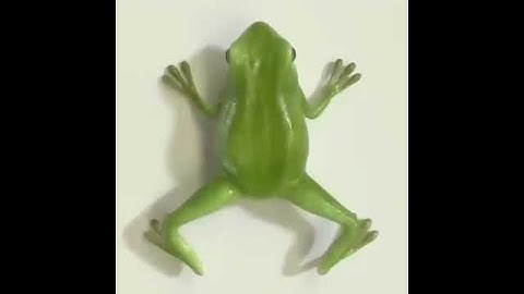 Journey from tadpole to frog 🐸