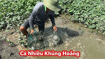 Cá Nhiều Khủng Hoảng • 1 Cái Lú 40kg Cá Là Có Thật | Bông Lúa Đồng Tháp