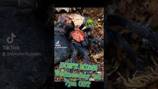 #tarantula #spider #education #interview #wednesday on #noughtybusiness #tiktok #fyp #fypシ゚viral