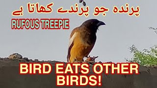 Rufous Treepie || Bird that eats  birds || world's most clever bird