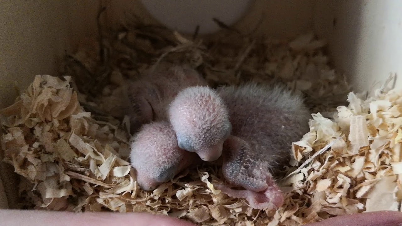 Nine day old Lovebird chicks - YouTube