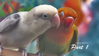 Download Lagu Lovebird's Sound: Two Lovebirds - Euwing Black \u0026 Pastel Green Fischer - Part 1 MP3 Download Lagu Lovebird's Sound: Two Lovebirds - Euwing Black \u0026 Pastel Green Fischer - Part 1 MP3