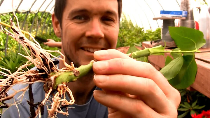 How to Grow Roses From Cuttings Fast and Easy | Rooting Rose Cuttings with a 2 Liter Soda Bottle #2