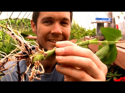 Video: Når skal man forplante gyldenrose?