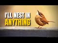 The Carolina Wren | This Bird Will Nest in Almost Anything @Birds Walking Down