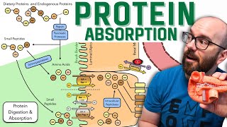 How the Body Digests and Absorbs Proteins - Broken Into Easy Steps!