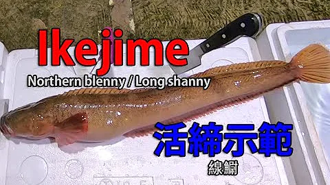 IkeJime method:  How to dispatch and bleed a Northern blenny, Long shanny (Nagazuka)