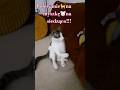 śmiesznezwierzęta#funnycats#funnycatsvideo#śmiesznekoty#relax#shorts