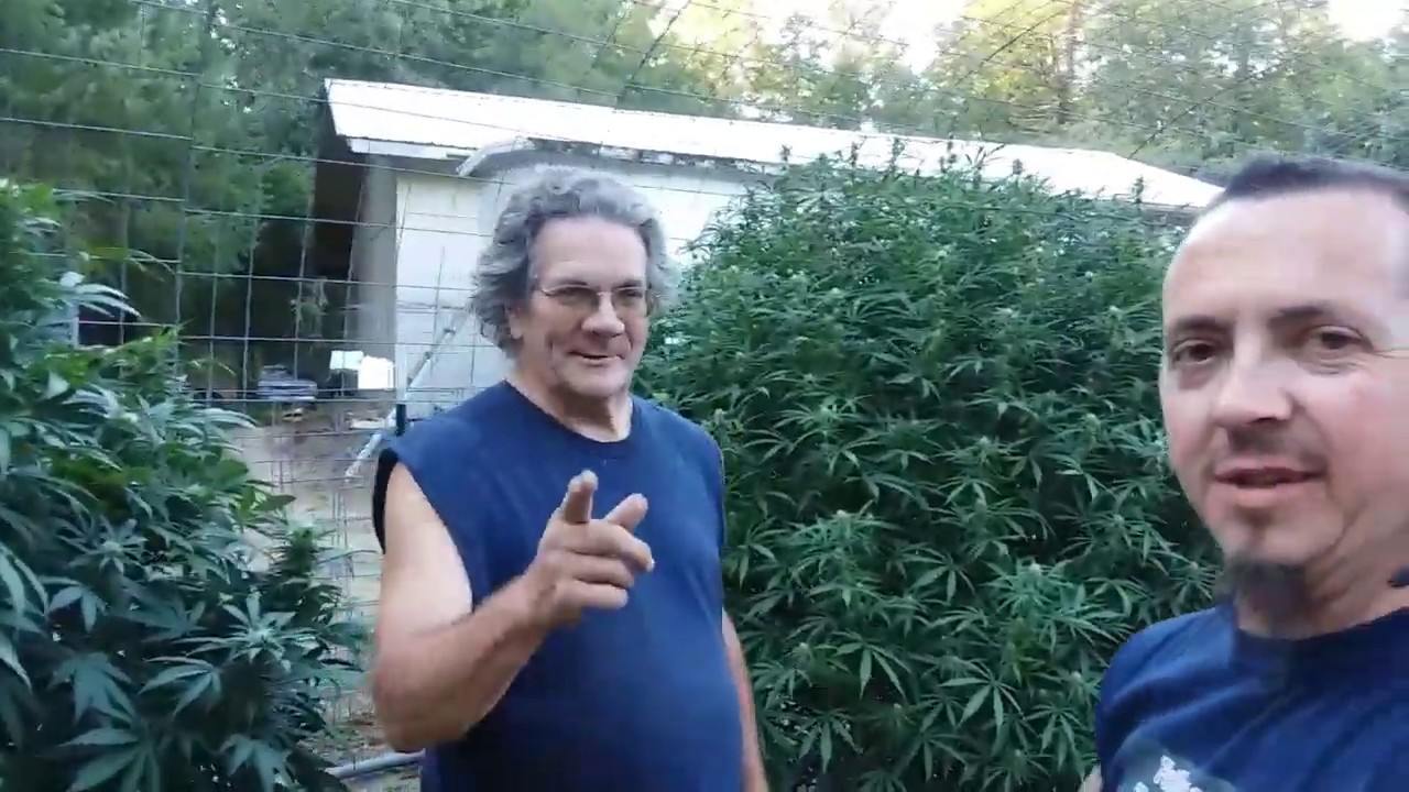 Different stages of flowering.