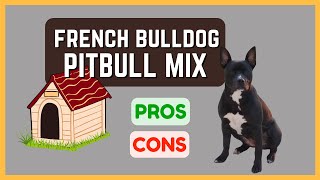 French Bulldog Pitbull Mix: Energetic and Athletic! Pros & Cons!
