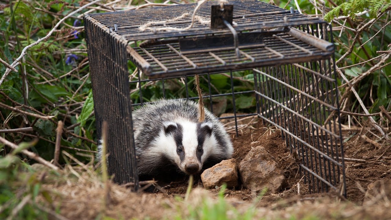 Vacinando e curando animais doentes — Animal Ethics