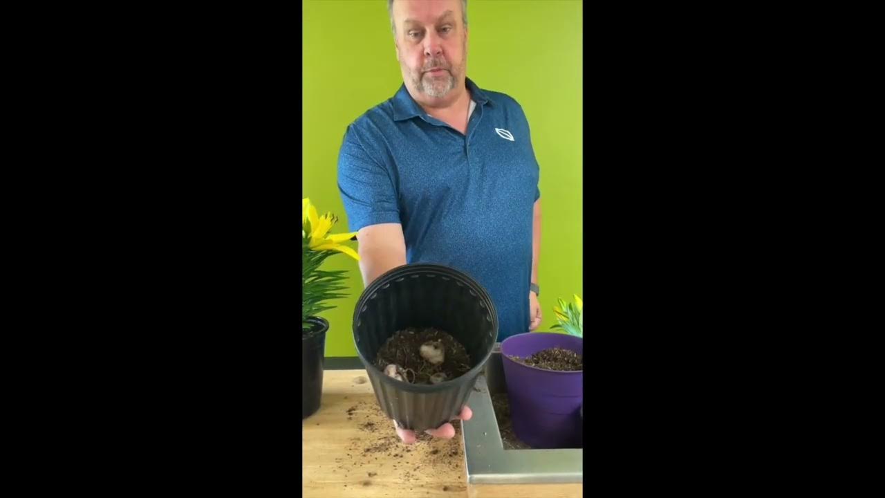 How to plant Lilies (in Spanish) YouTube