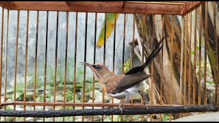Suara GACORAN Kolibri Sepah Raja INi Bikin Lawan Ikutan Ngerol Keluarakan Tembakan