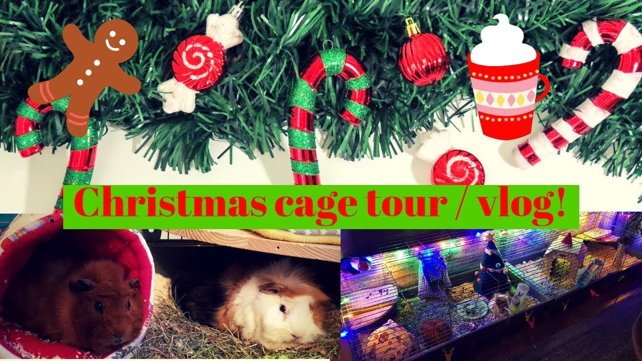 Guinea pig Christmas Cage Tour | Christmas vlog | Pigmas!