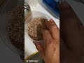 Incubación de huevos de gecko leopardo