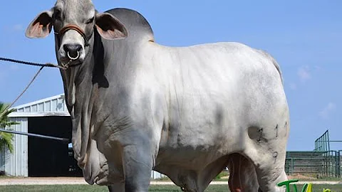 Does Brahman have attributes?