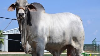 Características del ganado Brahman  TvAgro por Juan Gonzalo Angel