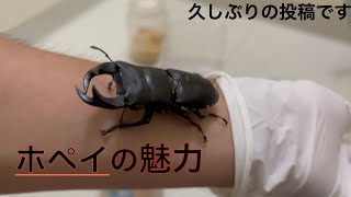✴︎ オオクワガタ　ポペイ　最強個体 顎幅7.7㎜　✴︎ mqdefault.jpg