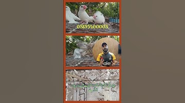 Java care, java breeding,  Fawn Java , Java Sparrow , Java Finch , White Java , Silver Java