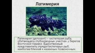 Доказательства эволюции.AVI Доказательства эволюции.AVI