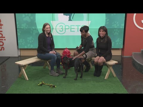Ready Pet GO! Cleveland Animal Protective League visits 3News
