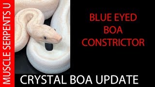 Обновление Crystal Boa Constrictor (он же Суперлабиринт)