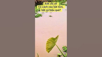 Có cách nào đánh bắt tôm, bắt cá hiệu quả?Băn khoăn của nhiều Ngư Dân,fishingnet, catfishing #shorts