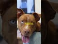 "Die charmante Mischung: Ein Blick auf den Dachshund Pitbull Mix" #pitbull #familienhund #facts