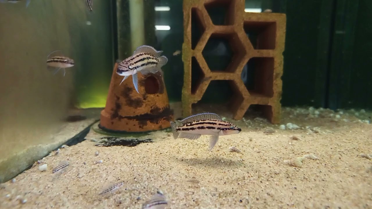 Julidochromis dickfeldi