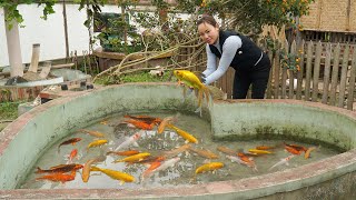 Happy Day, Renovation Tank Fish - Take Care Ornamental Fish - Harvest Celery Goes to the Market Sell