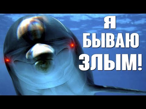 Подборка: Дельфины нападают на людей